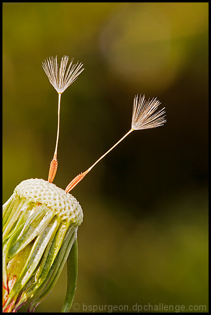 Final Florets