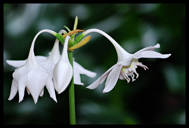 quattro fiore bianco