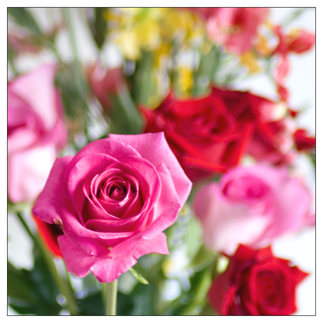 The Rose