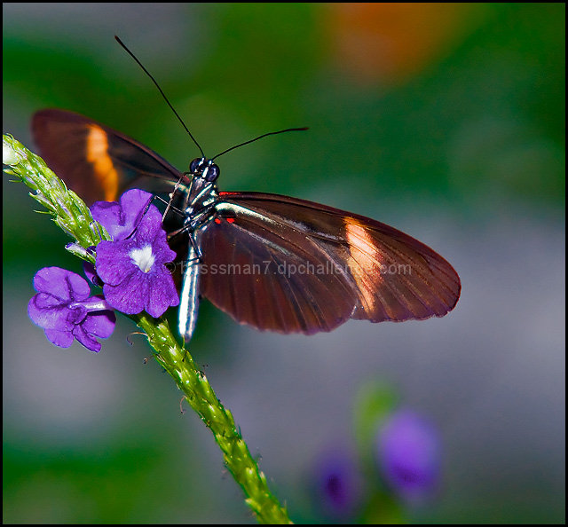 Butterfly Bokeh