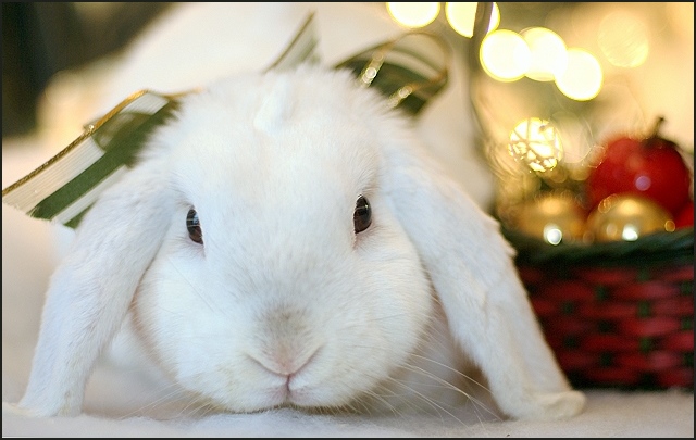 The Christmas Bunny