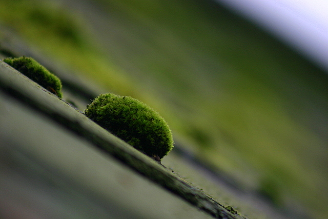 The mossy roof of my dream home..