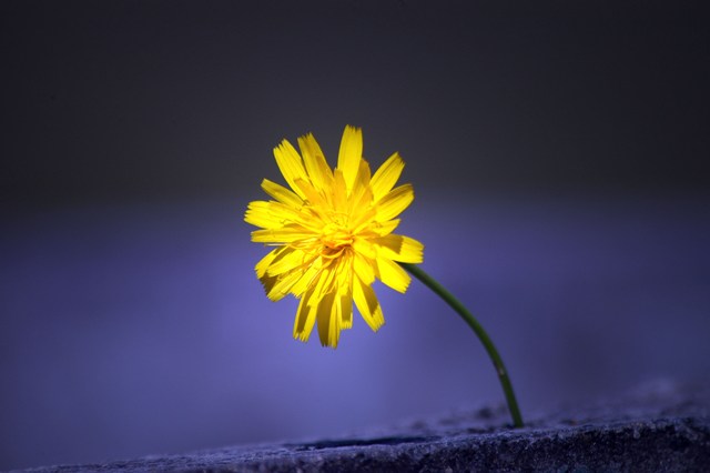 Yellow flower.  