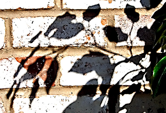 Leaves and Their Shadows