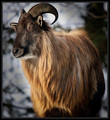 Himalayan Tahr