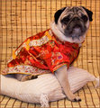 Lo-Chiang-Sze  :  the Chinese Pug
