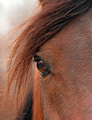 The Eye of Arabia (The Arabian horse originates from the deserts of Asia)