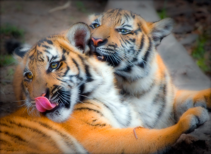 Malayan Cubs