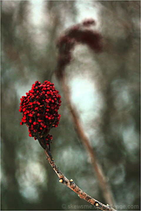 goji berries