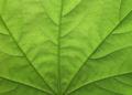 Green Maple Leaf