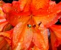 Azalea
