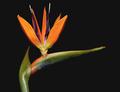 Bird of Paradise