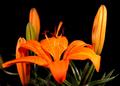 Orange Pixie