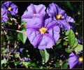 Deadly Nightshade