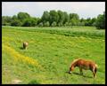 Green (and brown horses)