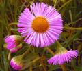 Common Fleabane