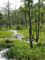 Solitude Enveloped in Green