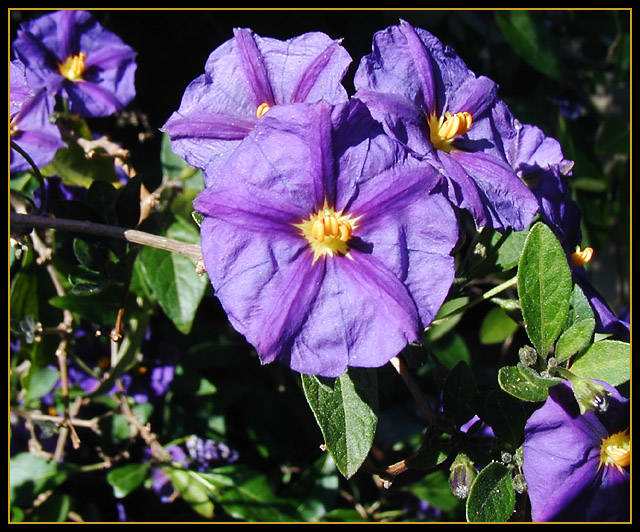 Deadly Nightshade