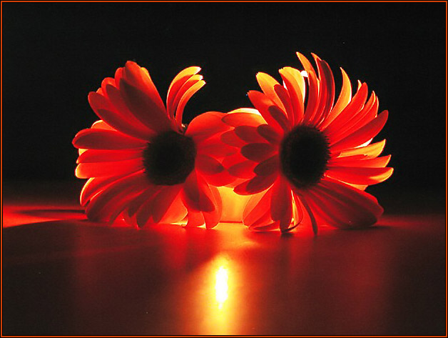 Orange Blossom