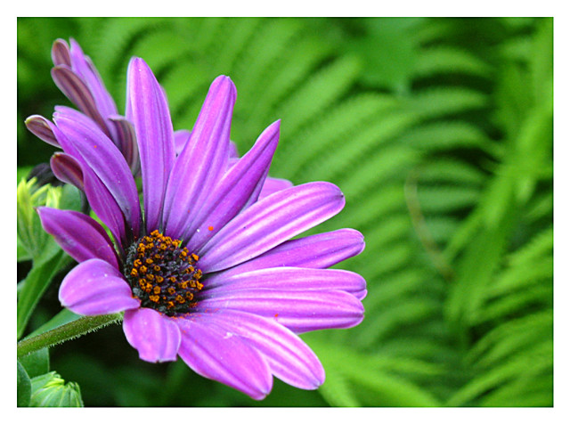 African Daisies in a Bed of Ferns