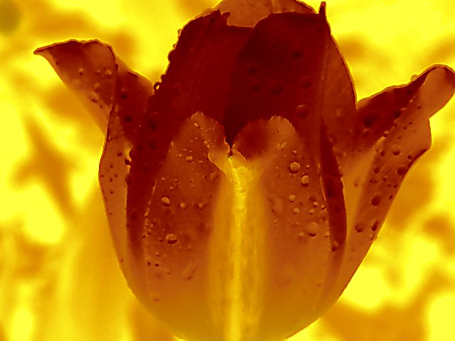 Flaming Tulip