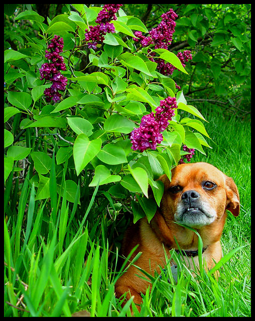 Leaves, Lilacs and Kit-Kat