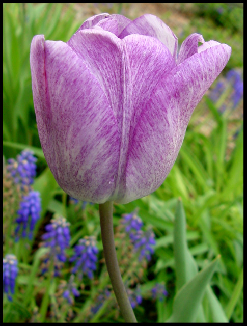 Tulip of secondary color.