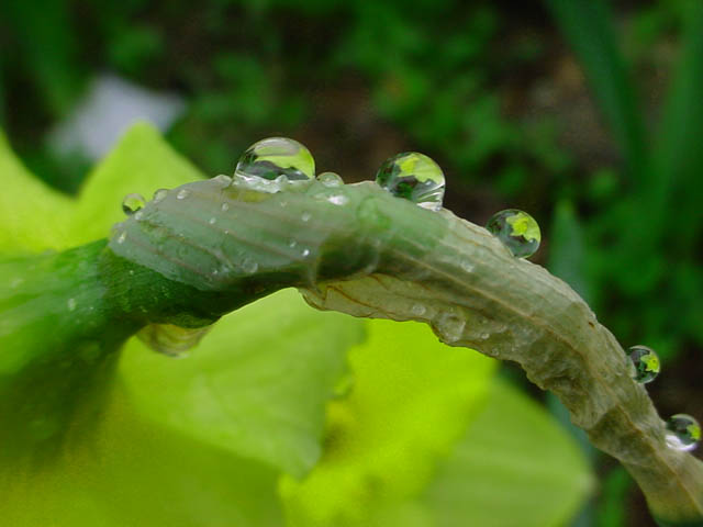 In spring showers...