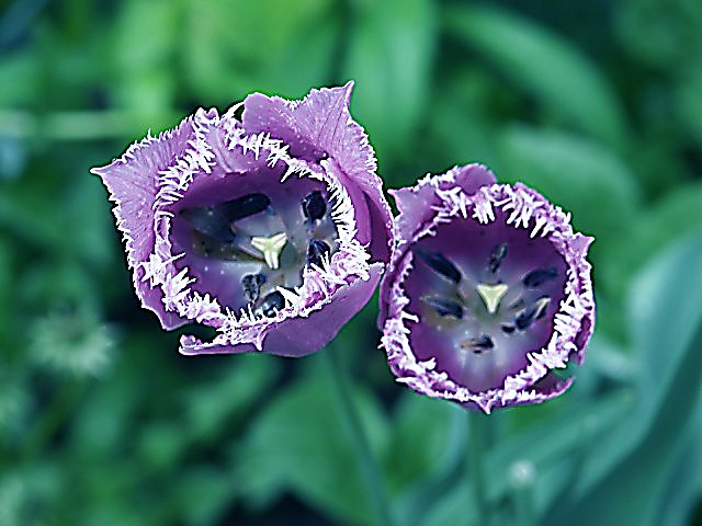 Twins in Purple