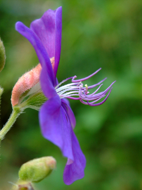 Feelers, Tibochina