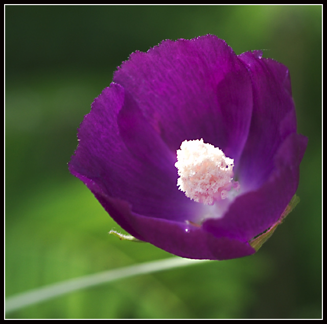Wild Flower