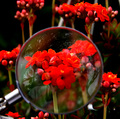 Red Pintas