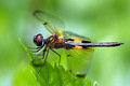 Under its transparent wings...