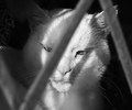 Cat on a windowsill