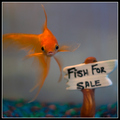 Fish for Sale!?!
