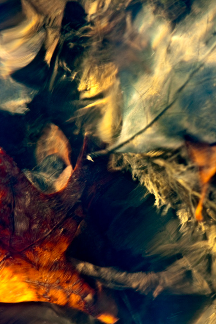 arboreal flotsam