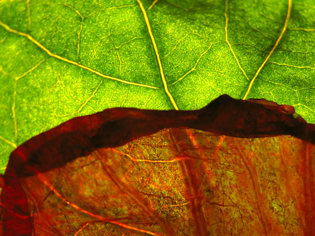 Leafs and Flowers - Eternal Friendship.