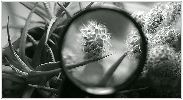 Examining the Cactus Garden