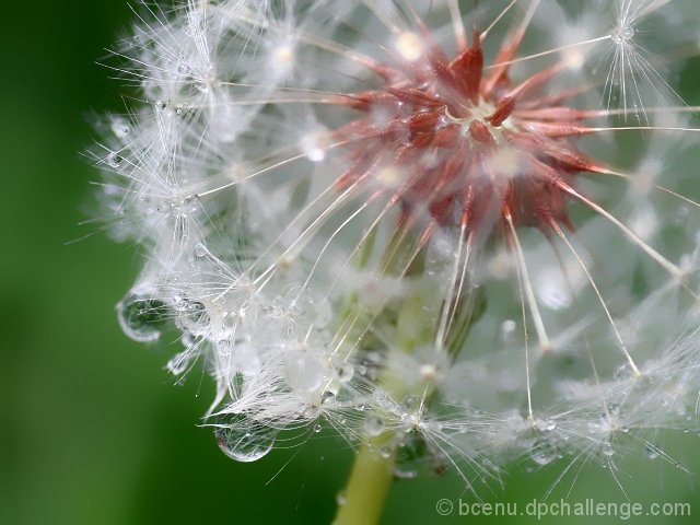 Heart of a dandelion.....surviving the downpour