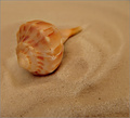 Sand and Shell