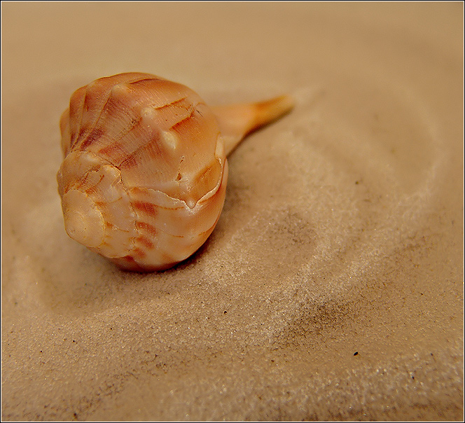 Sand and Shell