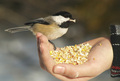 Lucky = A Bird in the Hand