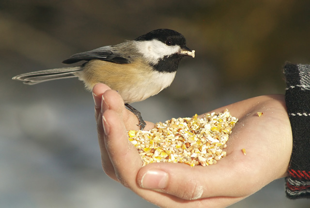 Lucky = A Bird in the Hand