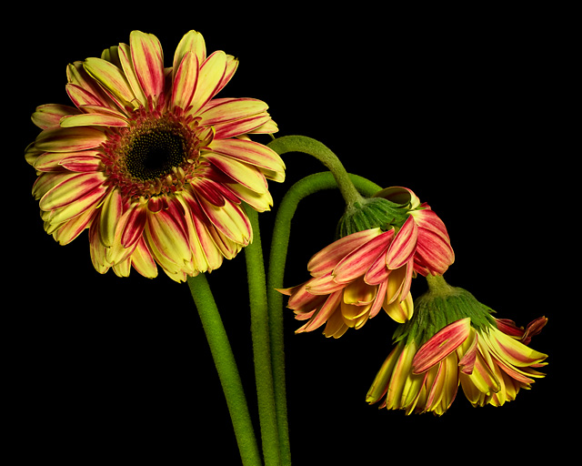 Il Fiore Fortunato