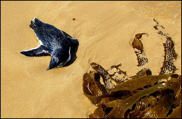 Life's A Beach....Then You Die.