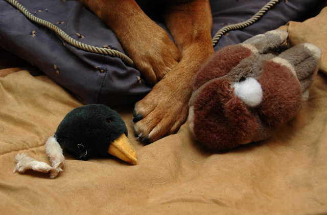 Unlucky ducky