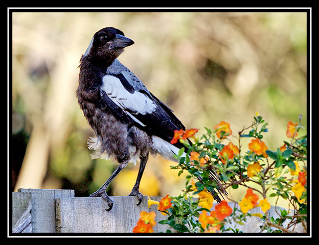 Magpies - one for sorrow, two for joy......