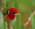 Eubucco bourcierii