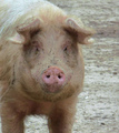 What a Ham!