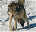 Hungry Grey Wolf (Canis lupus)
